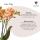 Kolibri Orchids Coffret cadeau Optimisme petite pêche plante verte avec orchidée Phalaenopsis orange en pots décoratifs Candy sur plateau blanc bio