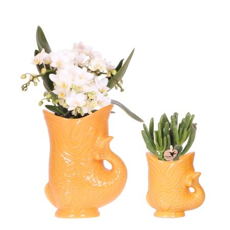 Hummingbird Orchids Set of white Nazaré orchid and succulent in decorative orange fish pot - pot size 9cm and 6cm