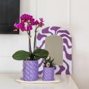 Hummingbird Orchids Gift Set Optimism Small Purple -...