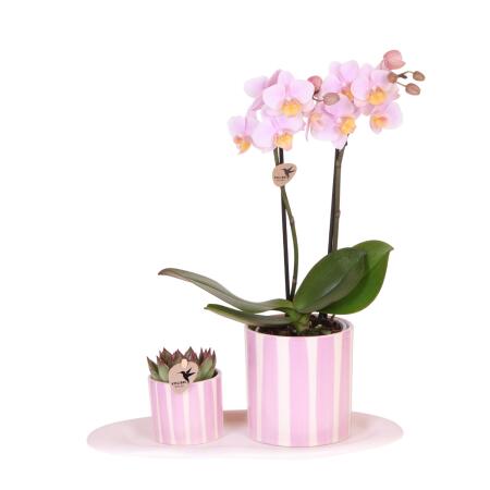 Kolibri Orchids Geschenkset Mediterranean Sunset Klein Grüne Pflanze mit Rosa Phalaenopsis Orchidee Andorra in Painted Stripe Zierpflanzentöpfen auf Weißem Organischen Tablett