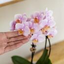 Kolibri Orchids Geschenkset Mediterranean Sunset Klein Grüne Pflanze mit Rosa Phalaenopsis Orchidee Andorra in Painted Stripe Zierpflanzentöpfen auf Weißem Organischen Tablett