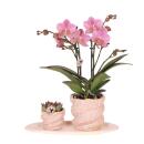 Kolibri Company Set cadeau Octopus Pink small Plante...