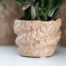 Kolibri Company Set cadeau Octopus Pink small Plante...