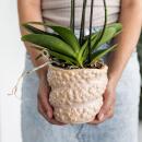 Kolibri Company Set cadeau Octopus Pink small Plante verte avec orchidée Phalaenopsis vieux rose dans des pots décoratifs Octopus pink sur plateau organique blanc