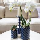 Kolibri Orchids Set aus weißer Amabilis-Orchidee und Sukkulente in Candy Dekotopf blau Topfgröße 9cm & 6cm