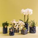 Kolibri Orchids Set aus weißer Amabilis-Orchidee und Sukkulente in Candy Dekotopf blau Topfgröße 9cm & 6cm