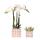 Hummingbird Orchids Set of white Amabilis orchid and succulent in Mosa decorative pots brown pot size 9cm and 6cm