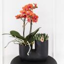 Hummingbird Orchids Set of orange Bolzano orchid and...