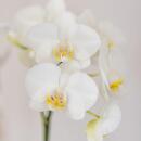 Kolibri Orchids Set dorchidées Amabilis blanches et de succulentes dans un pot décoratif blanc en forme de tube - taille du pot 9cm