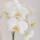 Kolibri Orchids Set dorchidées Amabilis blanches et de succulentes dans un pot décoratif blanc en forme de tube - taille du pot 9cm