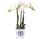Kolibri Orchideen weiße Phalaenopsis Orchidee Amabilis + Malaga Ziertopf blau Topfgröße 9cm blühende Zimmerpflanze