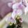 Hummingbird orchids pink Phalaenopsis orchid Portugal + Malaga ornamental pot pink - pot size 9cm