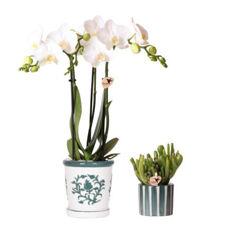 Kolibri Orchids Set dorchidées blanches Amabilis en pot Malaga et succulentes en pot Painted Stripe vert - taille des pots 9cm & 6cm