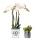 Kolibri Orchids Set dorchidées blanches Amabilis en pot Malaga et succulentes en pot Painted Stripe vert - taille des pots 9cm & 6cm