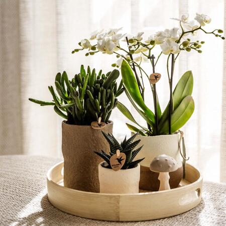 Kolibri Company Slow Living plant set White Phalaenopsis orchid Lausa