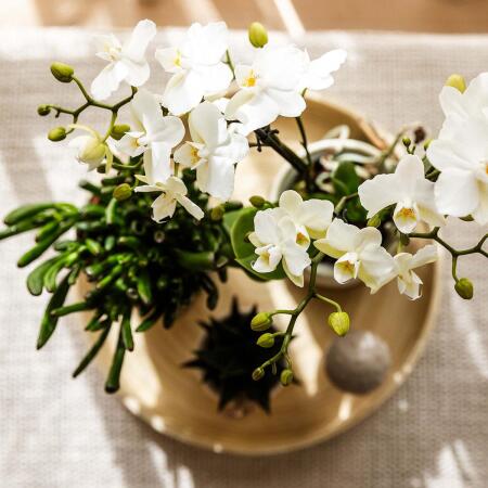Kolibri Company Slow Living plant set White Phalaenopsis orchid Lausa