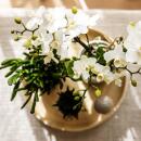 Kolibri Company Pflanzenset Slow Living Weiße Phalaenopsis Orchidee Lausanne und Sukkulenten inkl. Keramik-Zierpflanztöpfe