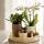 Kolibri Company Pflanzenset Slow Living Weiße Phalaenopsis Orchidee Lausanne und Sukkulenten inkl. Keramik-Zierpflanztöpfe