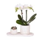 Kolibri Company Pflanzenset Slow Living Small Weiße...