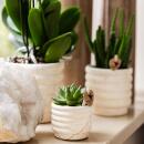 Kolibri Company Set de plantes Slow Living Small Phalaenopsis blanche Orchidée Lausanne et succulente, y compris pots décoratifs en céramique sur plateau organique blanc