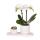 Kolibri Company Set de plantes Slow Living Small Phalaenopsis blanche Orchidée Lausanne et succulente, y compris pots décoratifs en céramique sur plateau organique blanc