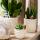 Kolibri Company Set de plantes Slow Living Small Phalaenopsis blanche Orchidée Lausanne et succulente, y compris pots décoratifs en céramique sur plateau organique blanc