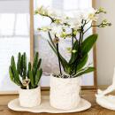 Kolibri Company Set Star Fish small Phalaenopsis blanc...