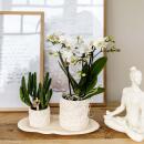 Kolibri Company Set Star Fish small Weiße Phalaenopsis Orchidee Lausanne und Sukkulente inkl. Keramik-Ziertöpfe auf weißem organischen Tablett
