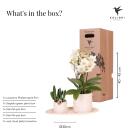 Kolibri Company Set Star Fish small Weiße Phalaenopsis Orchidee Lausanne und Sukkulente inkl. Keramik-Ziertöpfe auf weißem organischen Tablett