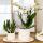 Kolibri Company Set Star Fish small White Phalaenopsis orchid Lausanne and succulent incl. ceramic decorative pots on white organic tray