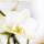 Kolibri Company Set Star Fish small Weiße Phalaenopsis Orchidee Lausanne und Sukkulente inkl. Keramik-Ziertöpfe auf weißem organischen Tablett