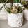 Kolibri Company Set Star Fish small Weiße Phalaenopsis Orchidee Lausanne und Sukkulente inkl. Keramik-Ziertöpfe auf weißem organischen Tablett