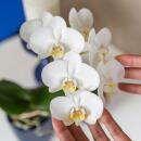 Kolibri Orchids white amabilis orchid + candy pot blue - pot size 9cm