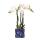 Kolibri Orchids white amabilis orchid + candy pot blue - pot size 9cm