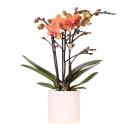 Kolibri Orchids Orchidée orange Bolzano + pot de...