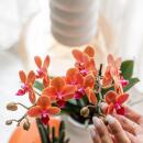 Kolibri Orchids Orchidée orange Bolzano + pot de...