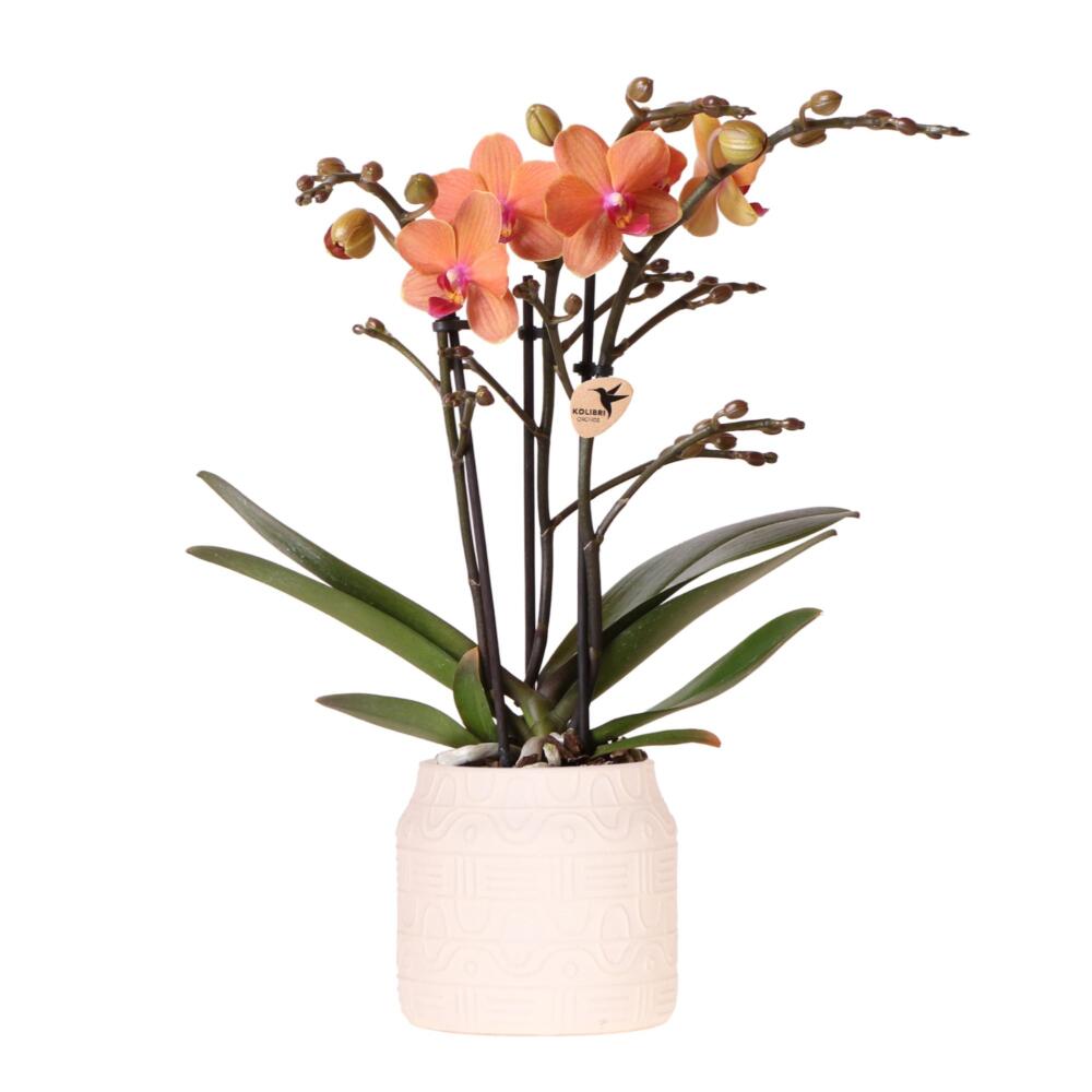 Hummingbird Orchids Orange Orchid Bolzano + Hieroglyph Ornamental Pot
