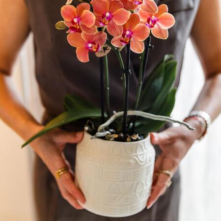 Hummingbird Orchids Orange Orchid Bolzano + Hieroglyph Ornamental Pot