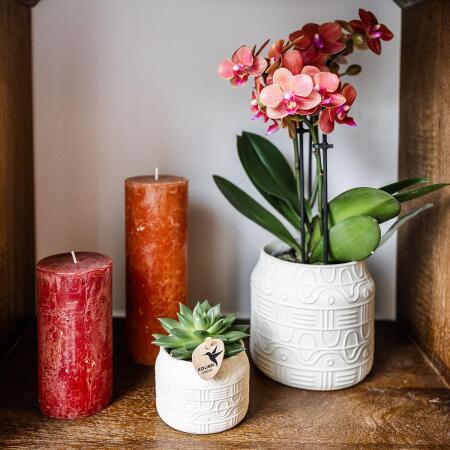 Hummingbird Orchids Orange Orchid Bolzano + Hieroglyph Ornamental Pot