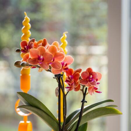 Hummingbird Orchids Orange Orchid Bolzano + Hieroglyph Ornamental Pot