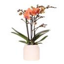 Kolibri Orchids Orchidée orange Bolzano +...