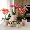 Hummingbird Orchids Red Orchid Congo + Bali Ornamental Pot Sand - pot size 9cm