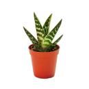 Aloe variegata - Tiger-Aloe - kleine Pflanze im 5,5cm Topf