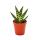 Aloe variegata - Tiger Aloe - petite plante en pot de 5,5 cm