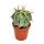 Astrophytum ornatum - chapeau d&eacute;v&ecirc;que - dans un pot de 5,5 cm