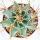 Astrophytum ornatum - chapeau dévêque - dans un pot de 5,5 cm