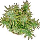 Austrocylindropuntia subulata - Figuier de Barbarie...