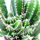 Cereus floridianus - green fingers - in a 5.5cm pot