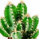 Cereus floridianus - doigts verts - dans un pot de 5,5 cm