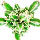 Cereus floridianus - green fingers - in a 5.5cm pot